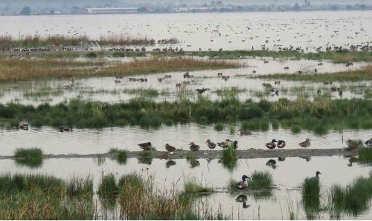 Lago de Texcoco, el área protegida emblema de AMLO, con bajo presupuesto