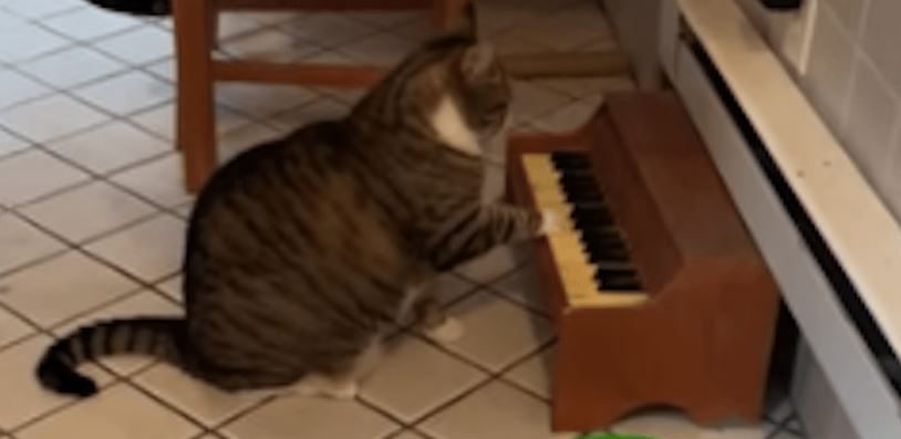 Vídeo: Gato toca el piano para avisar cuando tiene hambre