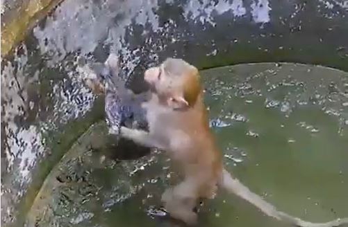 (VÏDEO) Increíble rescate de un monito a un gatito ¡Ejemplo para humanos!