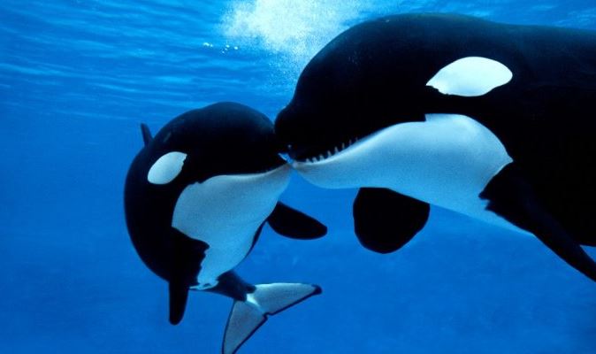 La orca no tiene rival, incluso hace huir al temible tiburón blanco