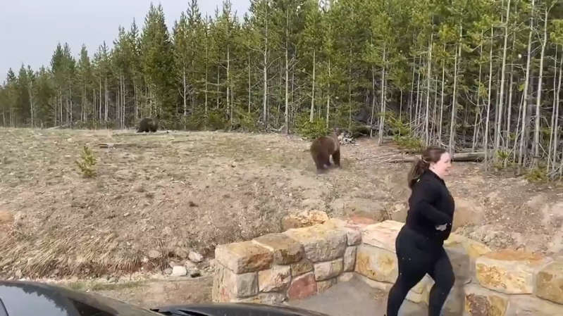 ¡Todo por la 'foto' del recuerdo!  detienen a mujer por acercarse a oso grizzly