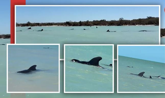 Yucatán: Pescadores y autoridades evitan varada masiva de ballenas en Celes