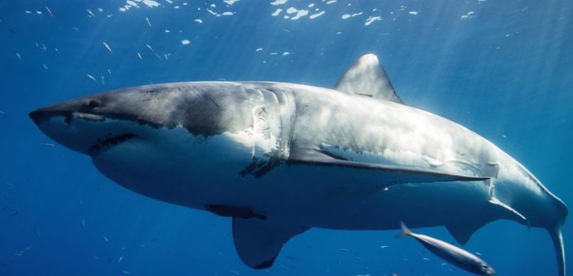 Suben a 300 la población de tiburones blancos enla costa del norte de California