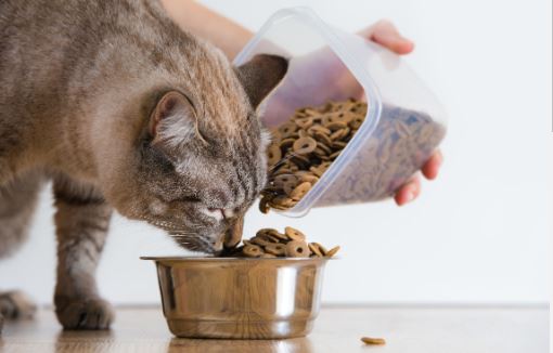 Profeco exhibe las 4 peores marcas de croquetas para gatos