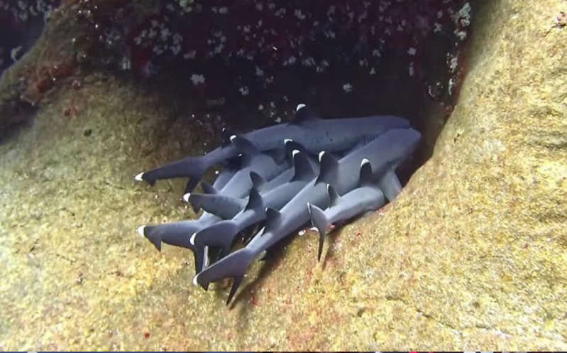 (VÍDEO) Buceador capta a varios tiburones de arrecife 'abrazándose