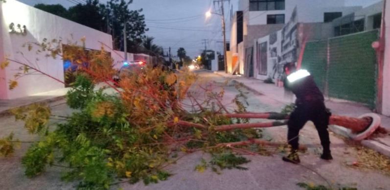Yucatán: Frente Frío 23 entró anoche con fuertes vientos tirando árboles