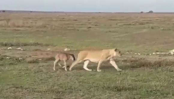 (VÍDEO) ¡Como una madre! Leona cuida a cría de ñu perdido