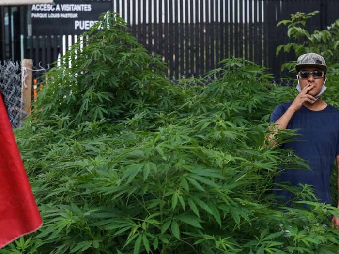 Crecen plantas de mariguana fuera del Senado de la República