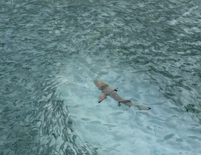 (Video) Tiburón acecha pareja de turistas y ésta entra en pánico