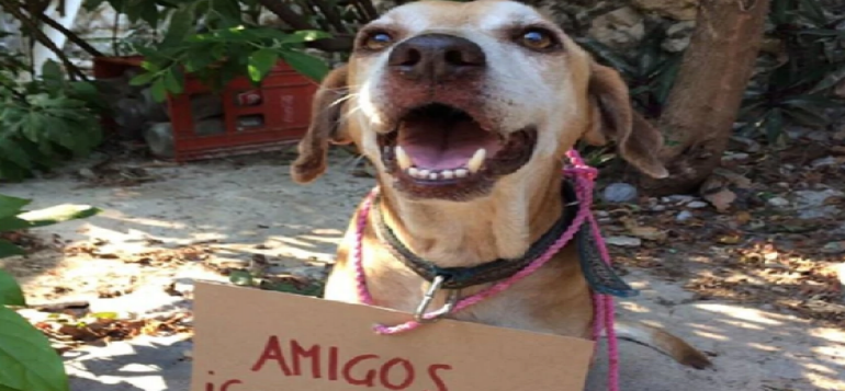 La historia de Deko, el perro que vende postres para pagar su quimioterapia