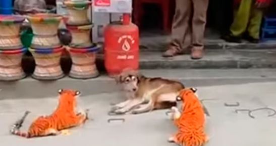 (VIDEO) Perro se aterra tras ser víctima de pesada broma con tigres de peluche