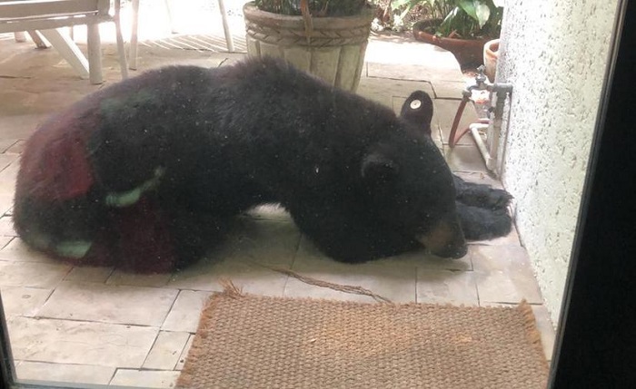 Capturan al "oso sociable" del parque Chipinque