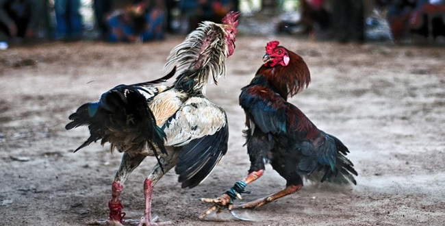 Publican ley que prohíbe corridas, peleas de gallos y calesas… en Q. Roo