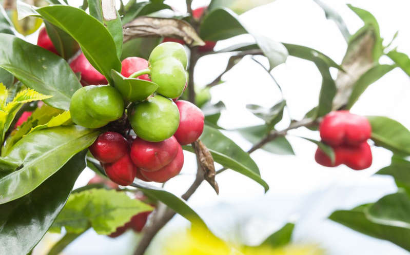 Niños de 3 y 5 años mueren después de comer extraño fruto que crecía en su jardín