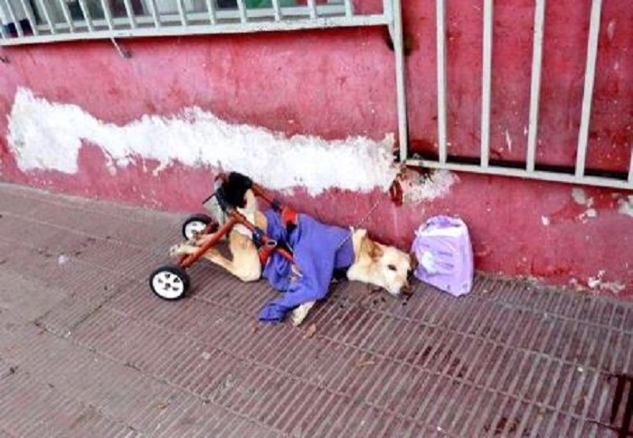 Perrita en silla de ruedas es abandonada a su suerte en la calle