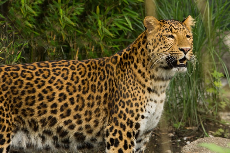 India : Leopardo ataca sorpresivamente a motociclistas en carretera