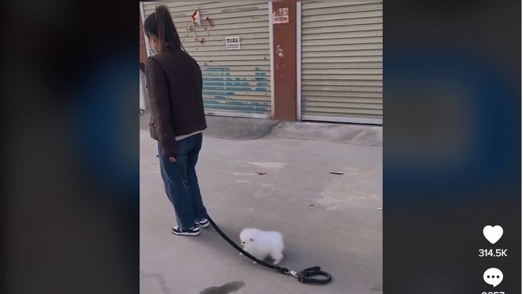 (VÍDEO) Se distrae con el celular y no ve que su perrito se quitó la correa