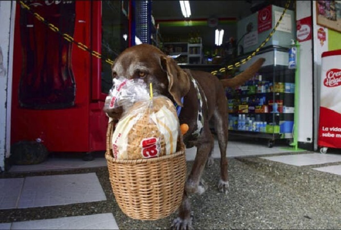 Eros, el perro que hace mandados, ¡fue asaltado!