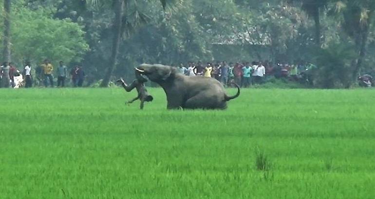 Elefante salvaje mata a cinco personas en la India
