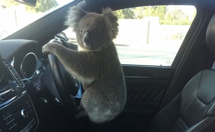Koala se aferra al volante tras causar un accidente en Australia