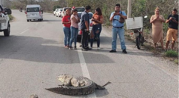 Tamaulipas: Cocodrilo muerde a Bombero de Altamira; casi pierde un dedo