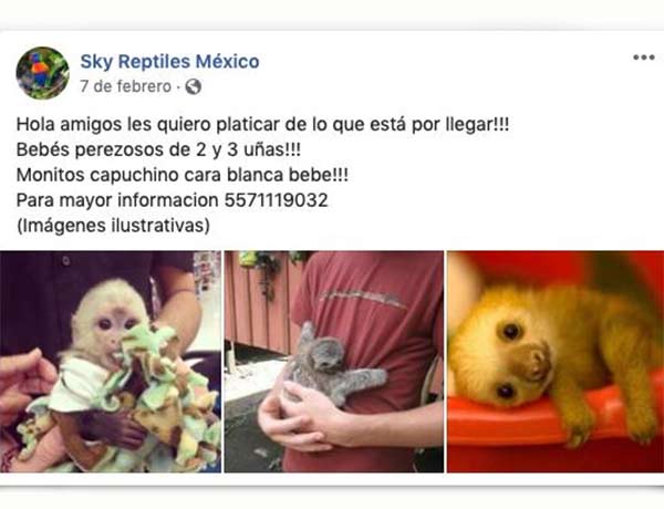 Video revela cómo trafican especies por internet en México