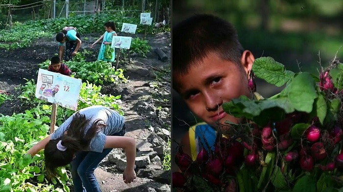 (VIDEO )Niños cultivan huertos para sobrevivir a la pandemia en El Salvador