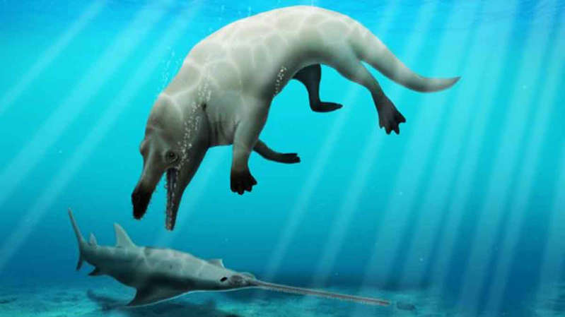 Descubren nuevo fósil de ballena de cuatro patas en Egipto, así se veía