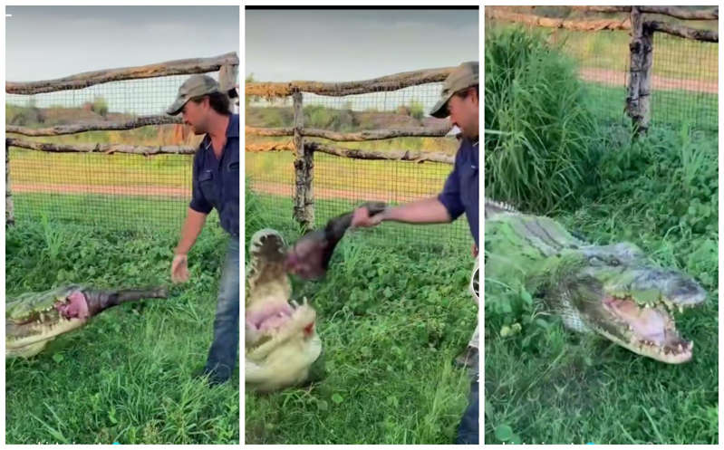 Hombre arrebata la comida del hocico a un cocodrilo