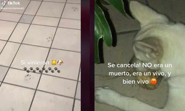 (VÍDEO) Perrito se come la ofrenda dedicada a mascotas fallecidas