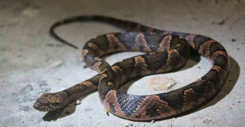 Yucatán: Reportan aumento de casos de mordeduras de serpiente