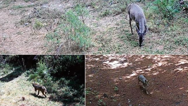 Aumentan avistamientos de animales silvestres en la CDMX