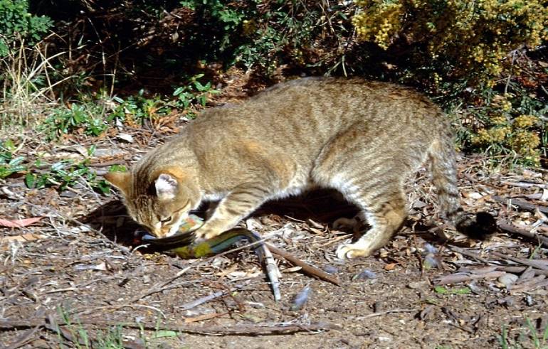 Meta de australianos matar a 2 millones de gatos… para defender a roedores y reptiles