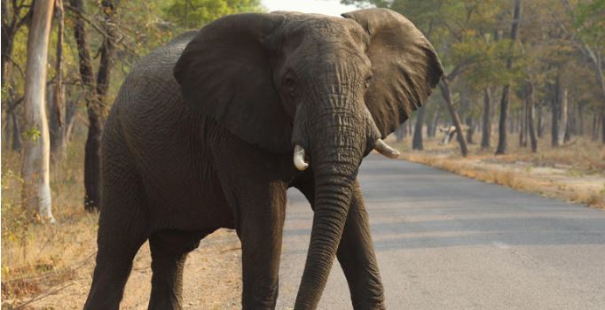 Muere turista estadounidense atacada por un elefante en Zambia