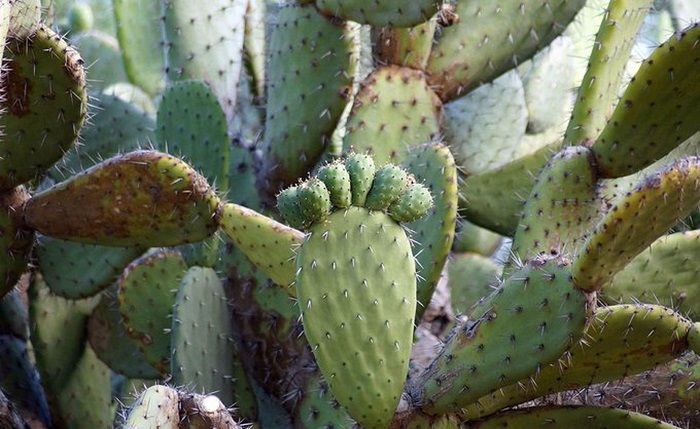 ¿Conoces los beneficios de la raíz del nopal? Previene y ataca enfermedades