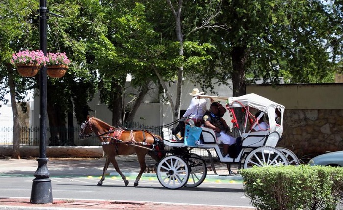 Hoy protesta para evitar maltrato a caballos de calesas en Mérida