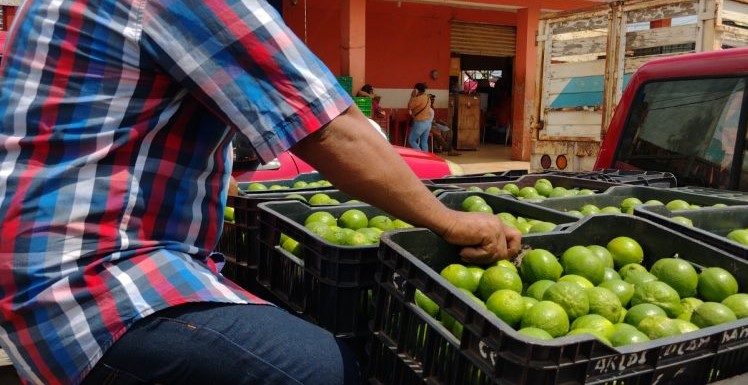 Limón persa alcanza $300 por caja en sur del Estado
