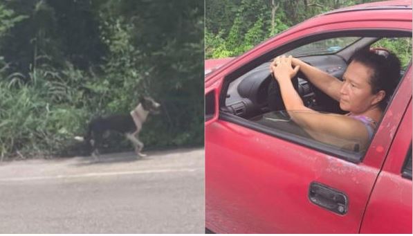 Mérida: Nuevo caso de maltrato animal: Abandonan a perro en la calle