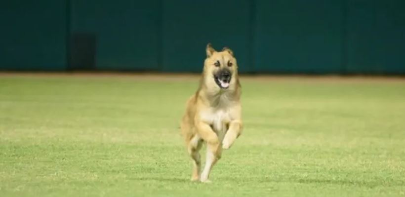 "Espontáneo" de cuatro patas invade campo de béisbol