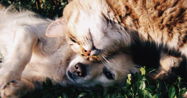 UNAM: Cáncer de mama también puede afectar a las mascotas