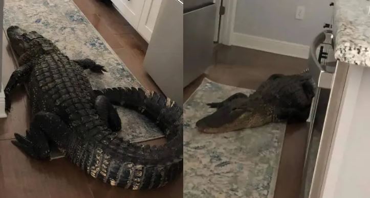 Mujer encuentra un caimán de más de dos metros en su cocina en Florida