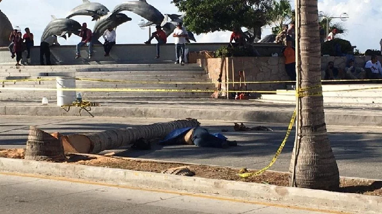 Palmera mata a trabajador del Ayuntamiento de Mazatlán; le cayó encima