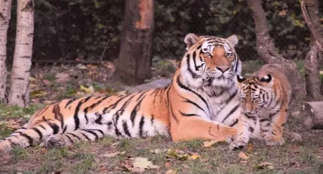 Tigres matan a famoso domador a minutos de dar un show