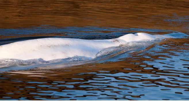 "Duermen" a ballena en río Sena; tenía dificultad para respirar