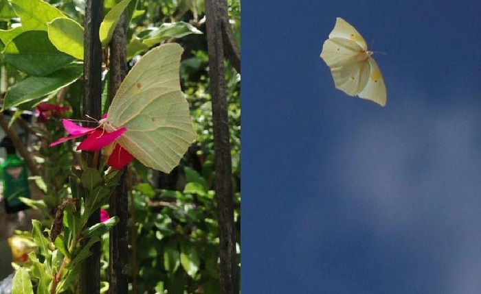 Mariposas amarillas que cruzan por Yucatán están migrando