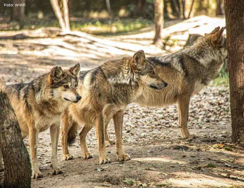 Liberarán 'manada' para conmemorar reintroducción del lobo mexicano