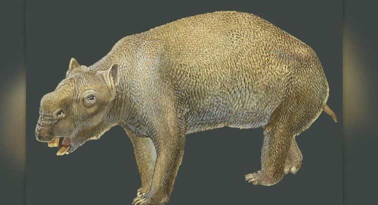 NatGeo: Desentierran en Australia los restos del marsupial más grande de la historia
