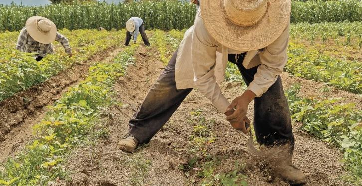 Desaparición de FND llevaría a productores a buscar opciones informales