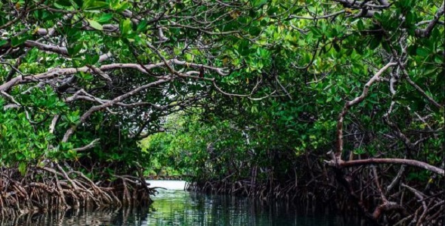 Yucatán segundo estado de México con mayor cantidad de manglar