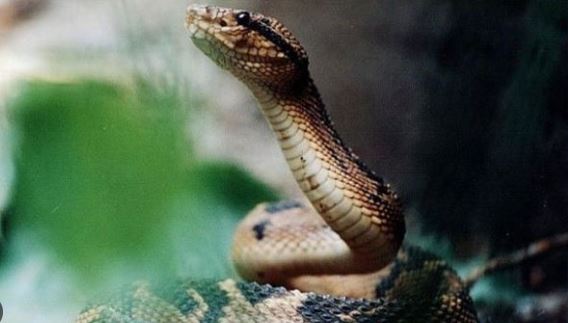 Brasil: Hombre fue mordido por la serpiente más venenosa de América